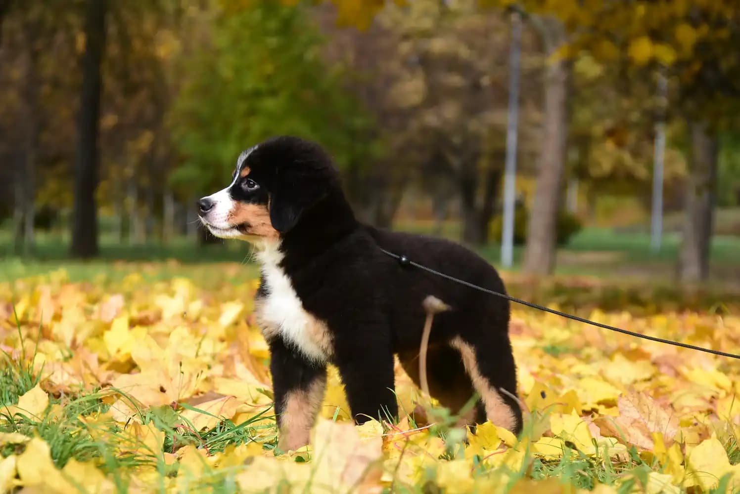 carousel-image-mobile-6