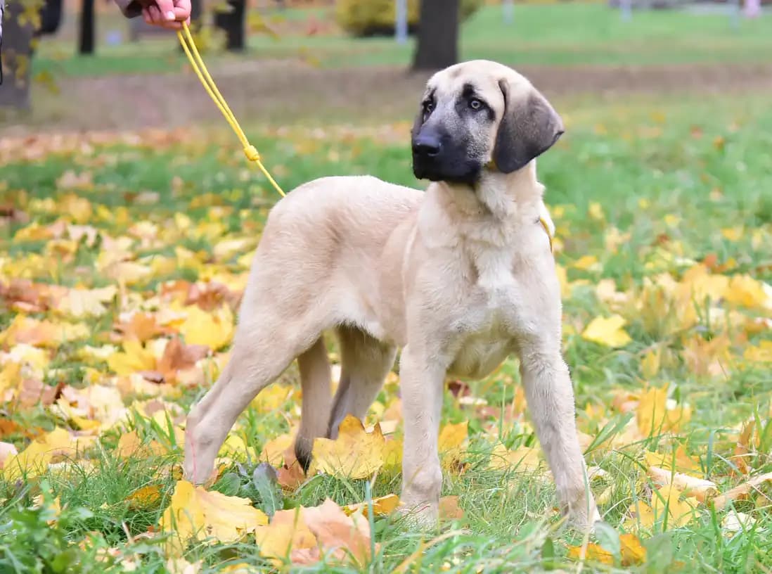 carousel-image-mobile-1