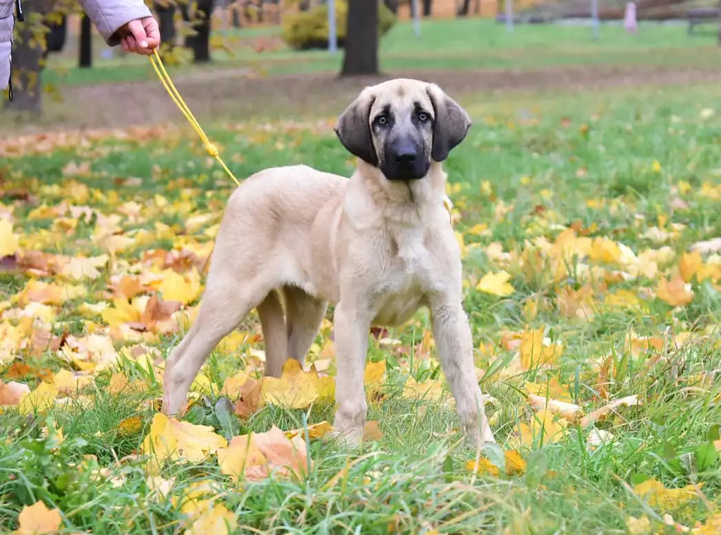 carousel-image-mobile-2