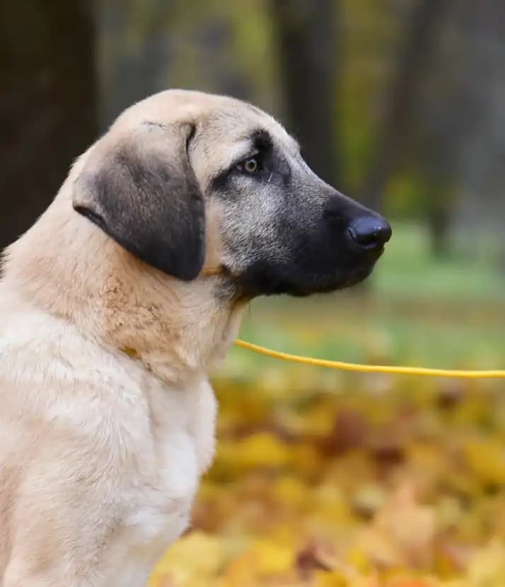 carousel-image-mobile-4