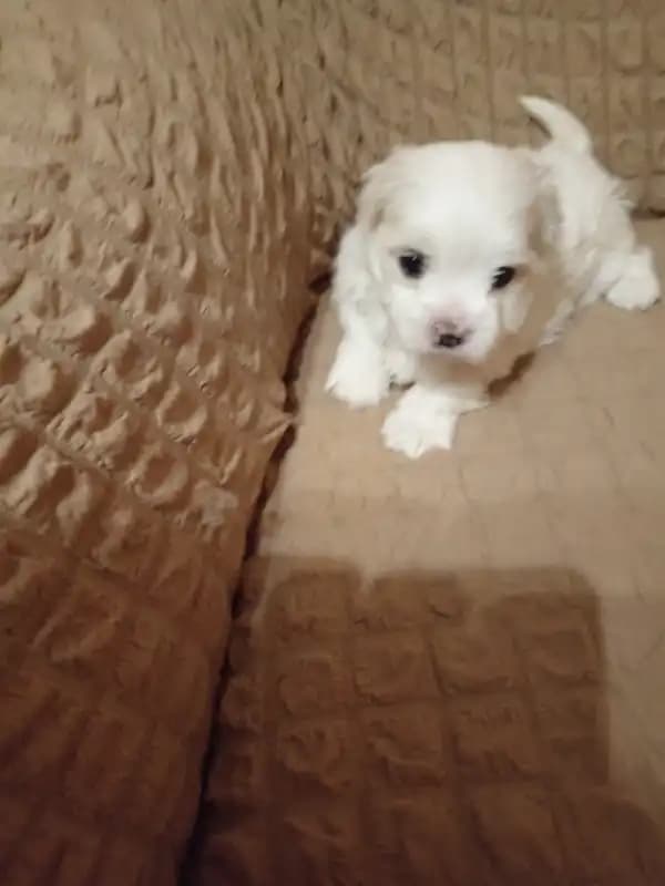 carousel-image-mobile-1