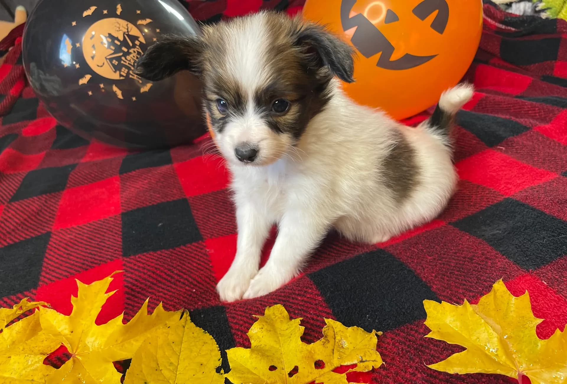 carousel-image-mobile-1