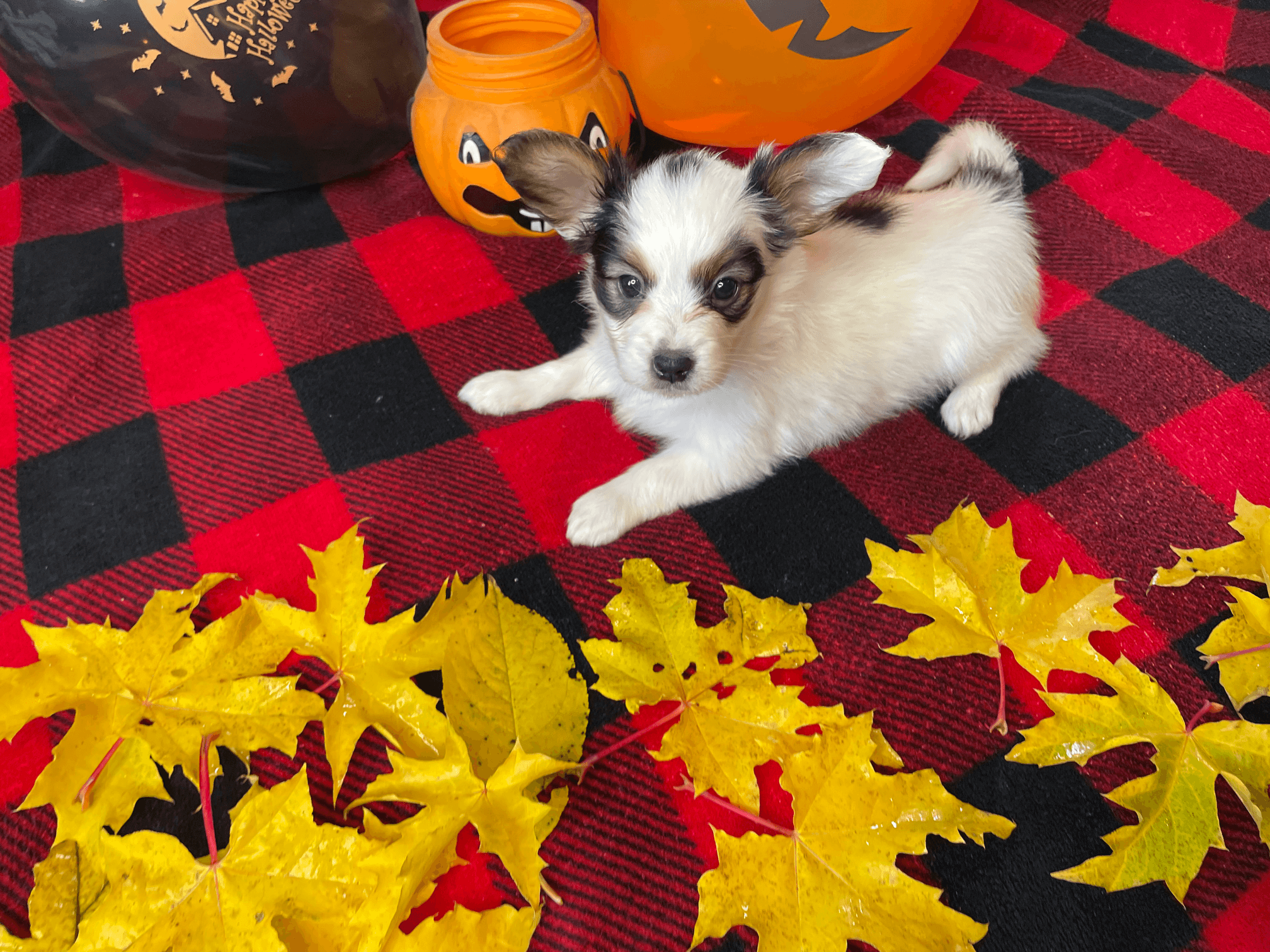 carousel-image-mobile-2