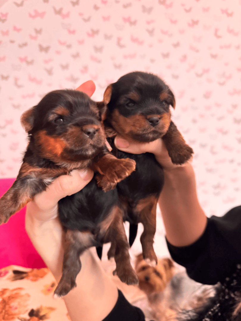 carousel-image-mobile-2