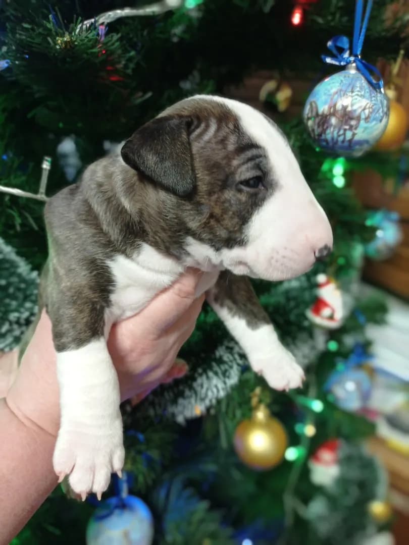 carousel-image-mobile-2