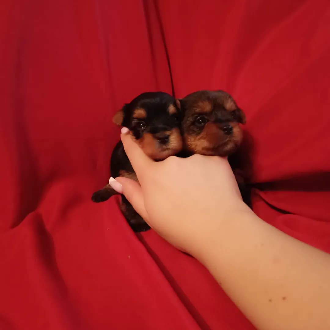 carousel-image-mobile-1