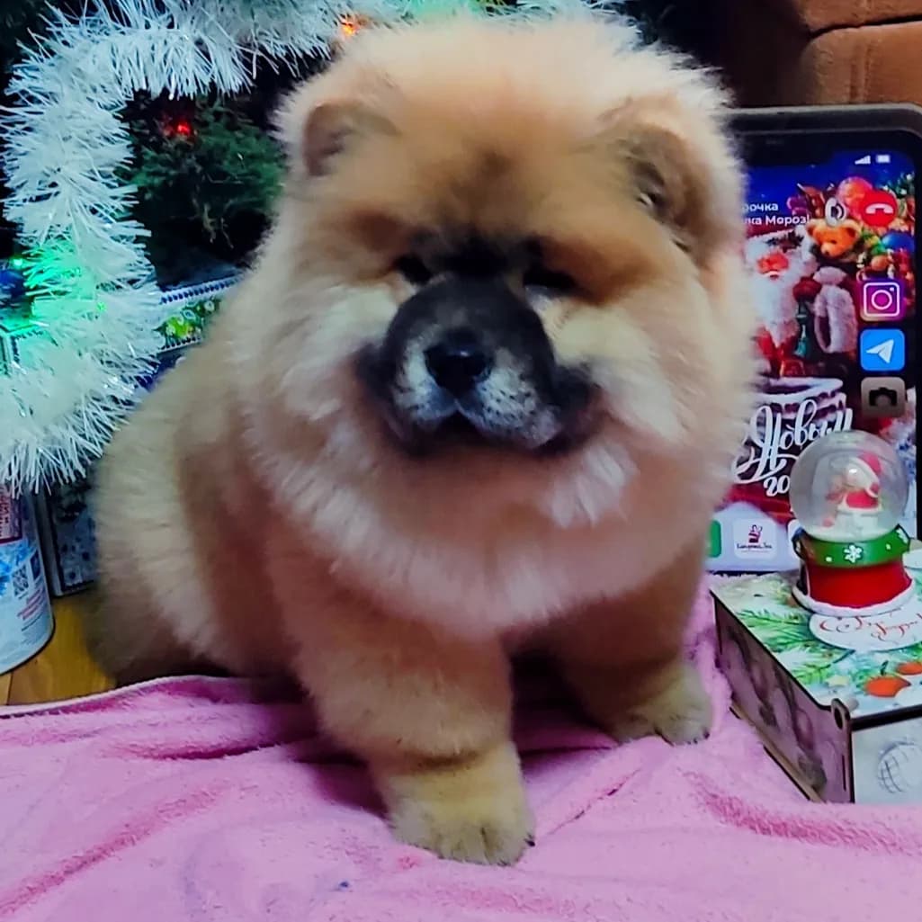 carousel-image-mobile-1