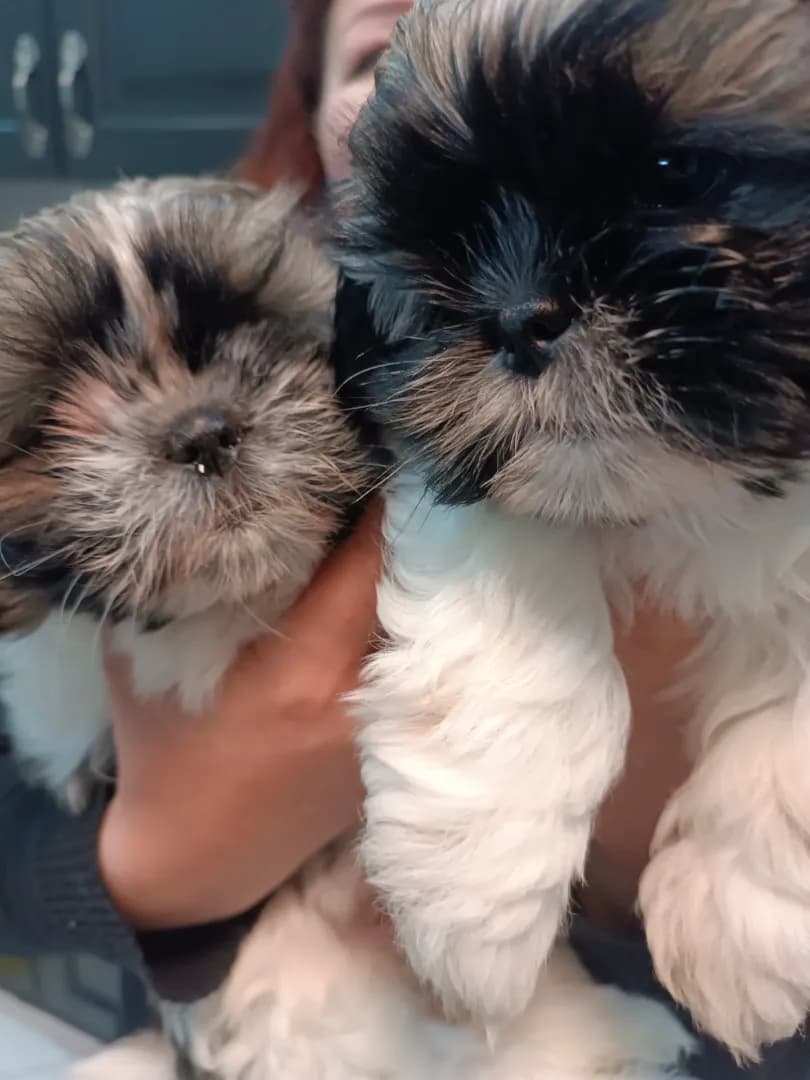 carousel-image-mobile-2