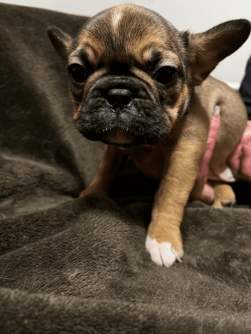 carousel-image-mobile-1