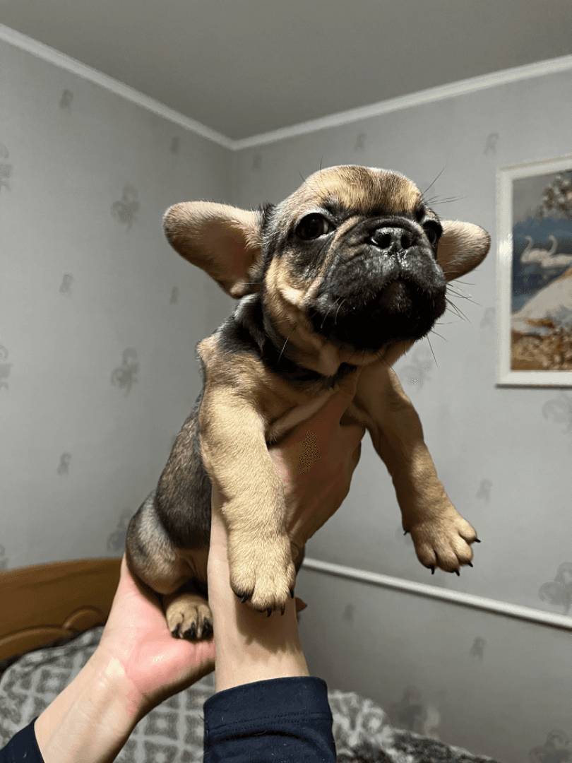 carousel-image-mobile-2