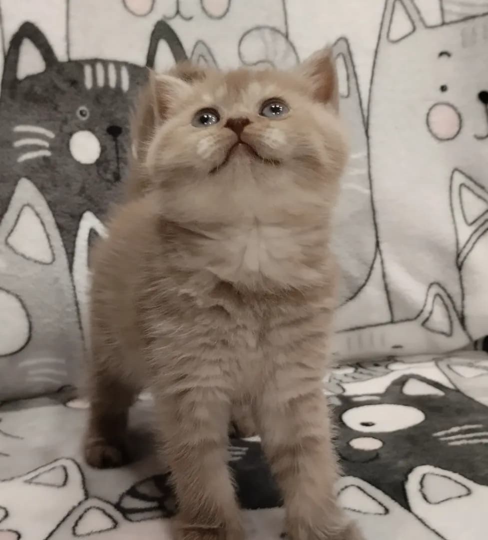 carousel-image-mobile-1