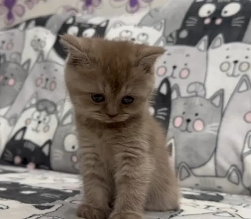 carousel-image-mobile-2