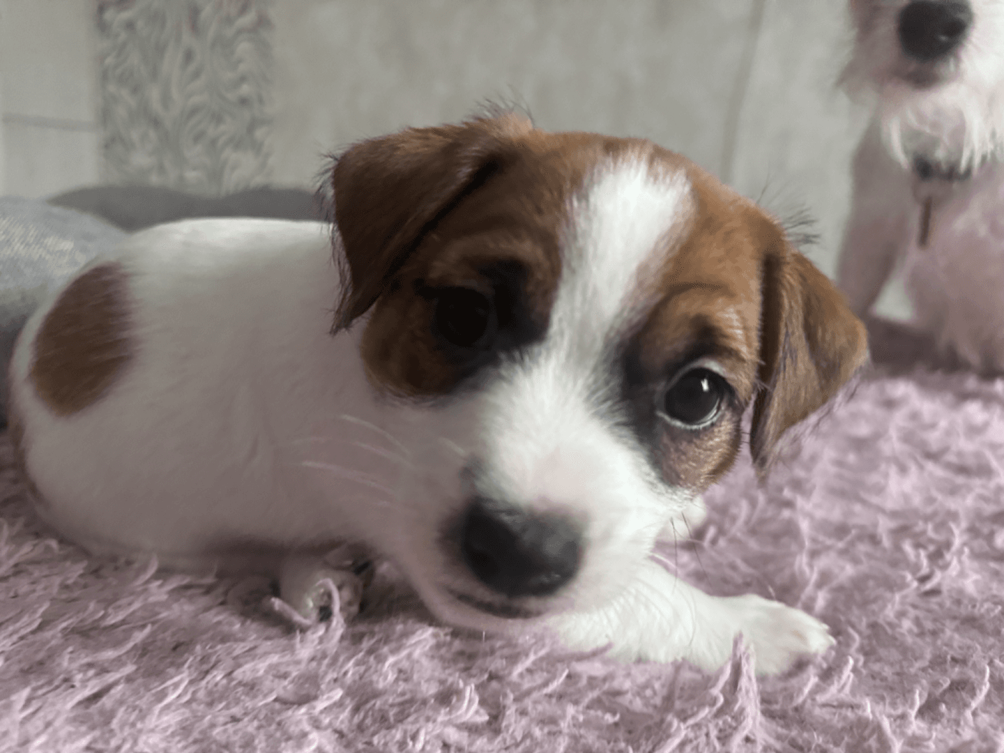 carousel-image-mobile-3