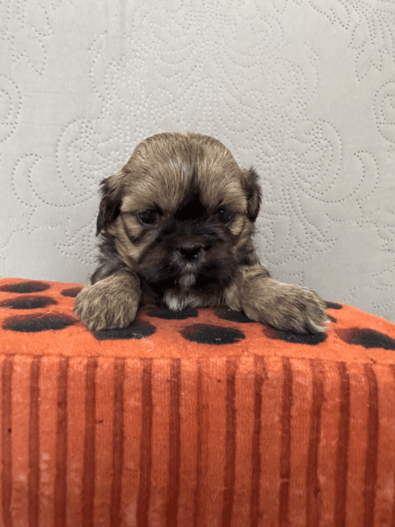 carousel-image-mobile-1