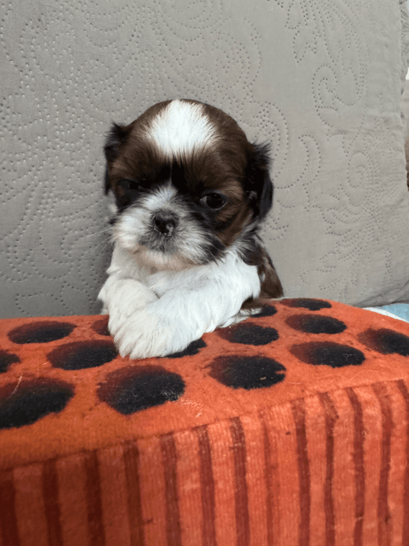 carousel-image-mobile-2