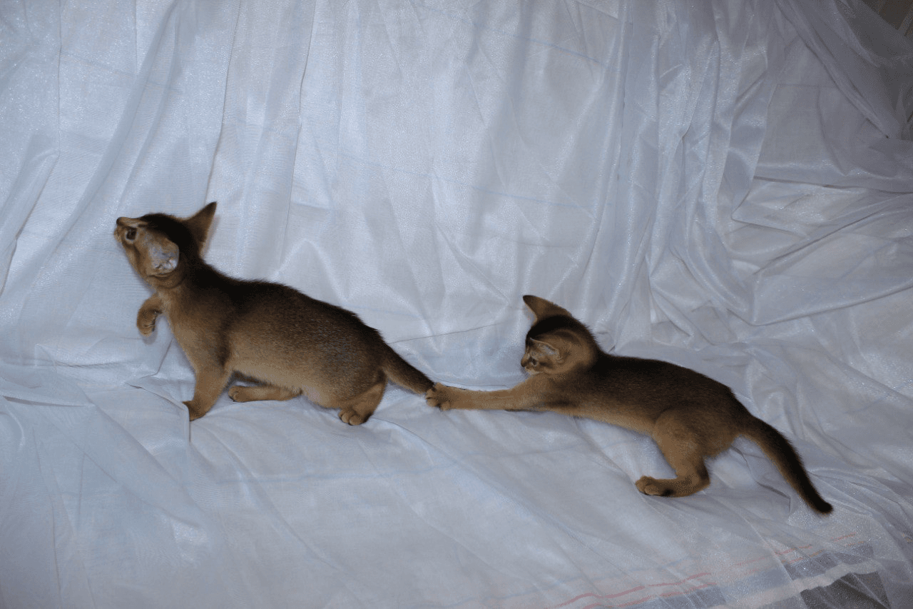 carousel-image-mobile-2