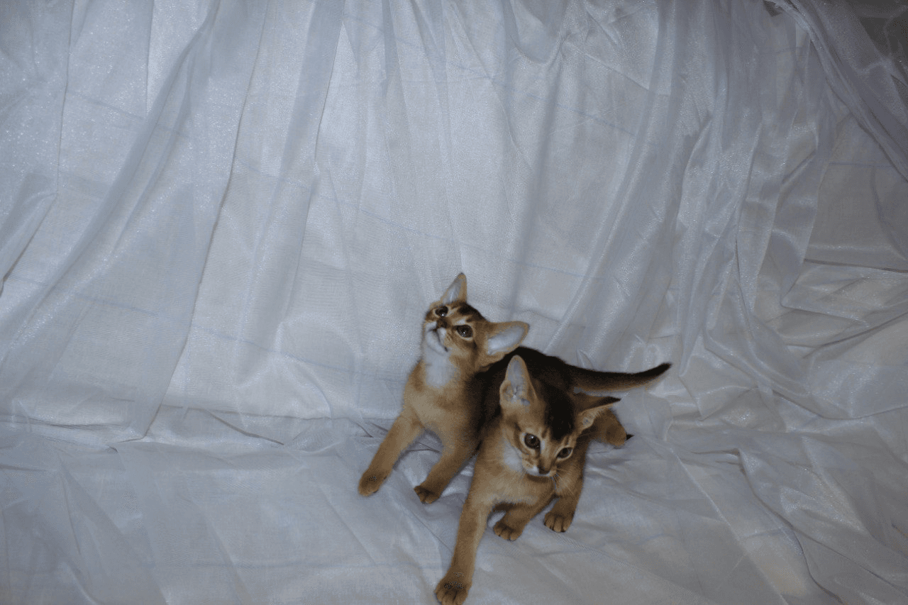 carousel-image-mobile-4