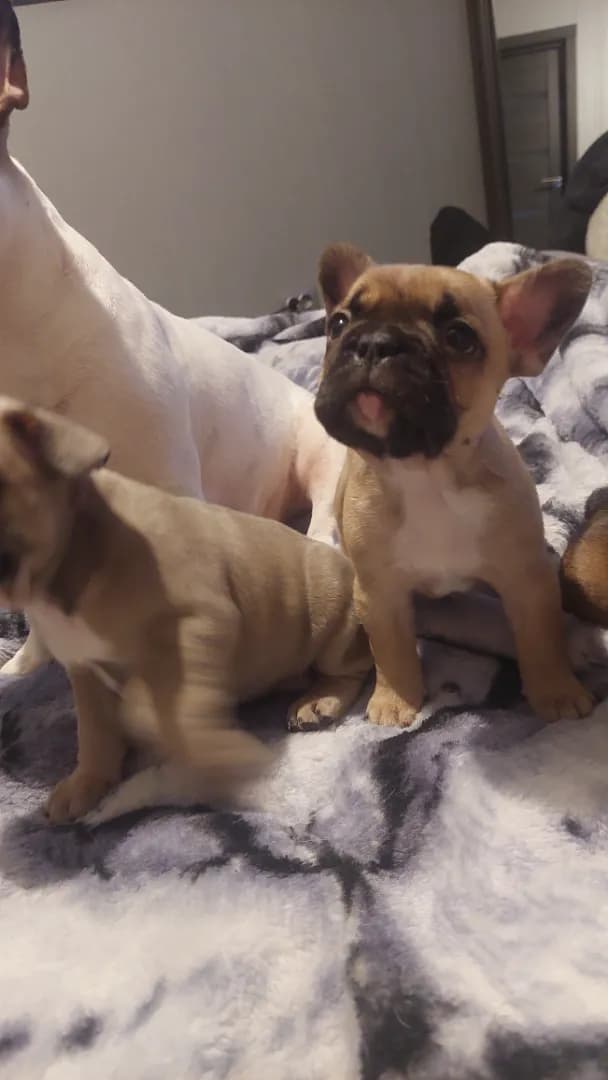 carousel-image-mobile-1