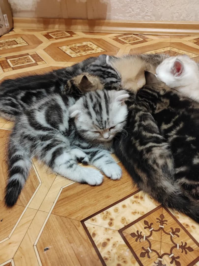 carousel-image-mobile-4