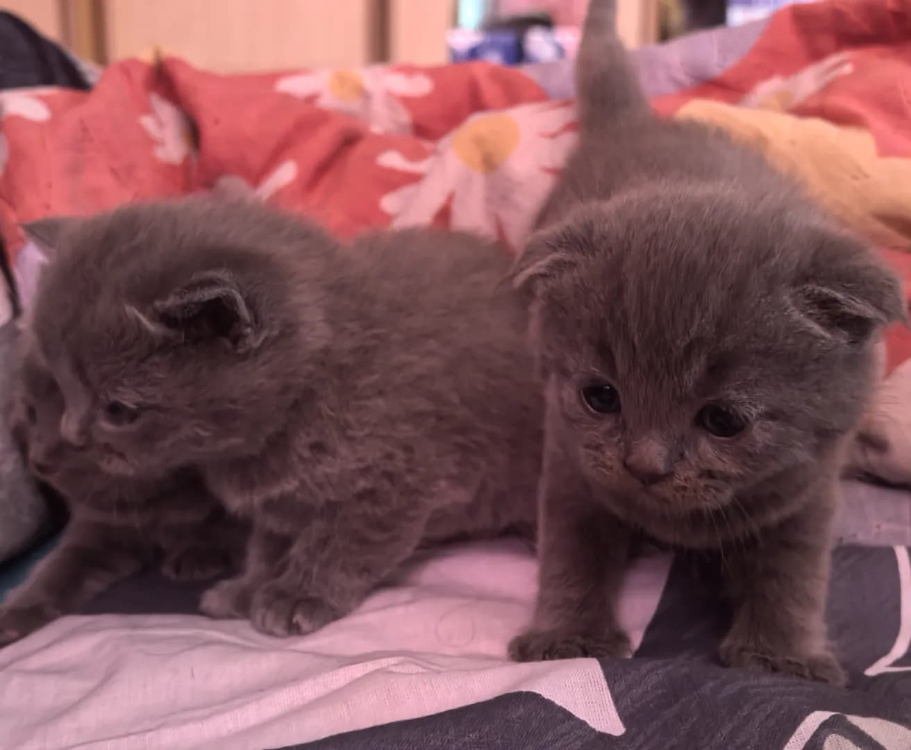 carousel-image-mobile-6