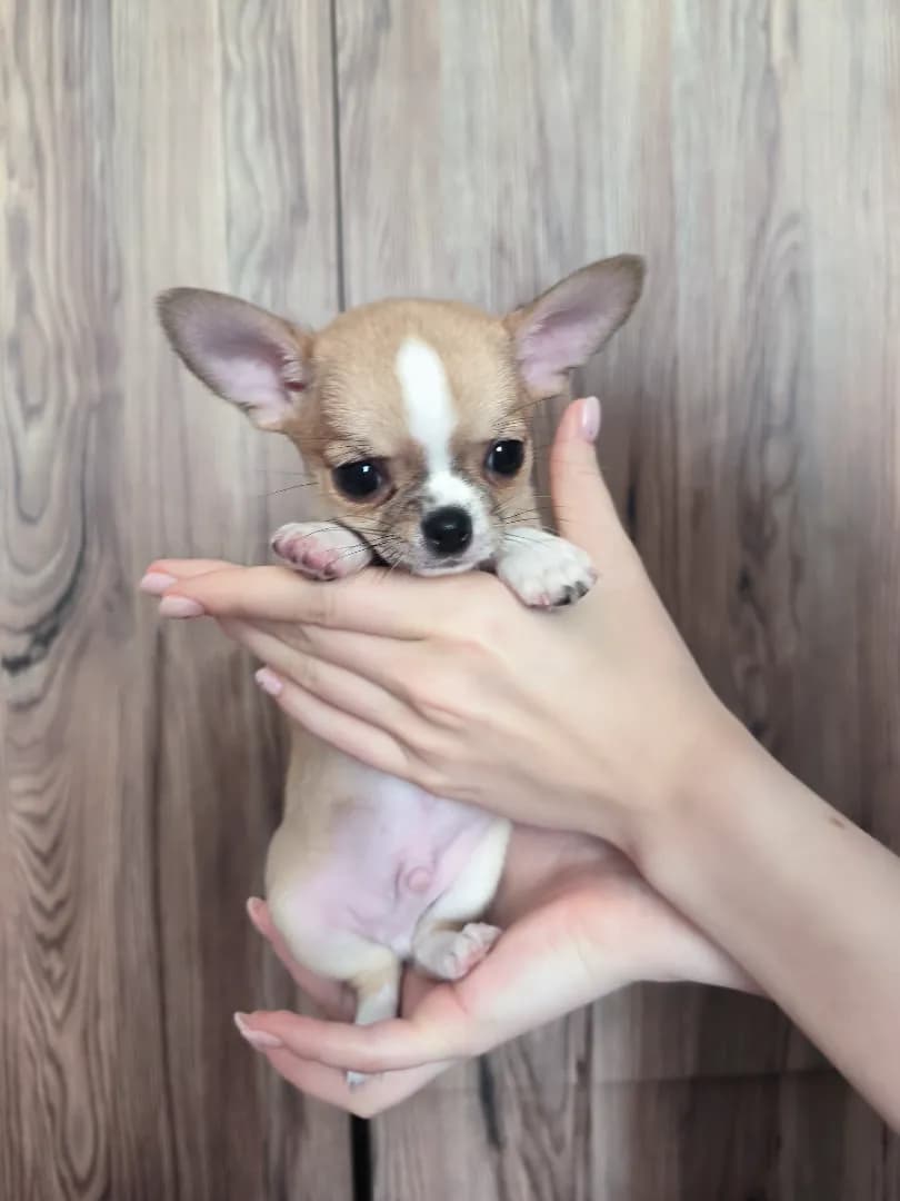 carousel-image-mobile-1