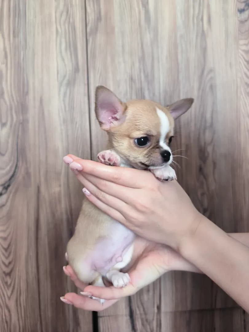 carousel-image-mobile-2