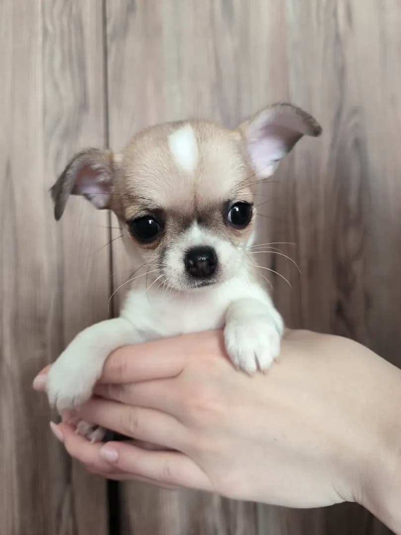 carousel-image-mobile-6