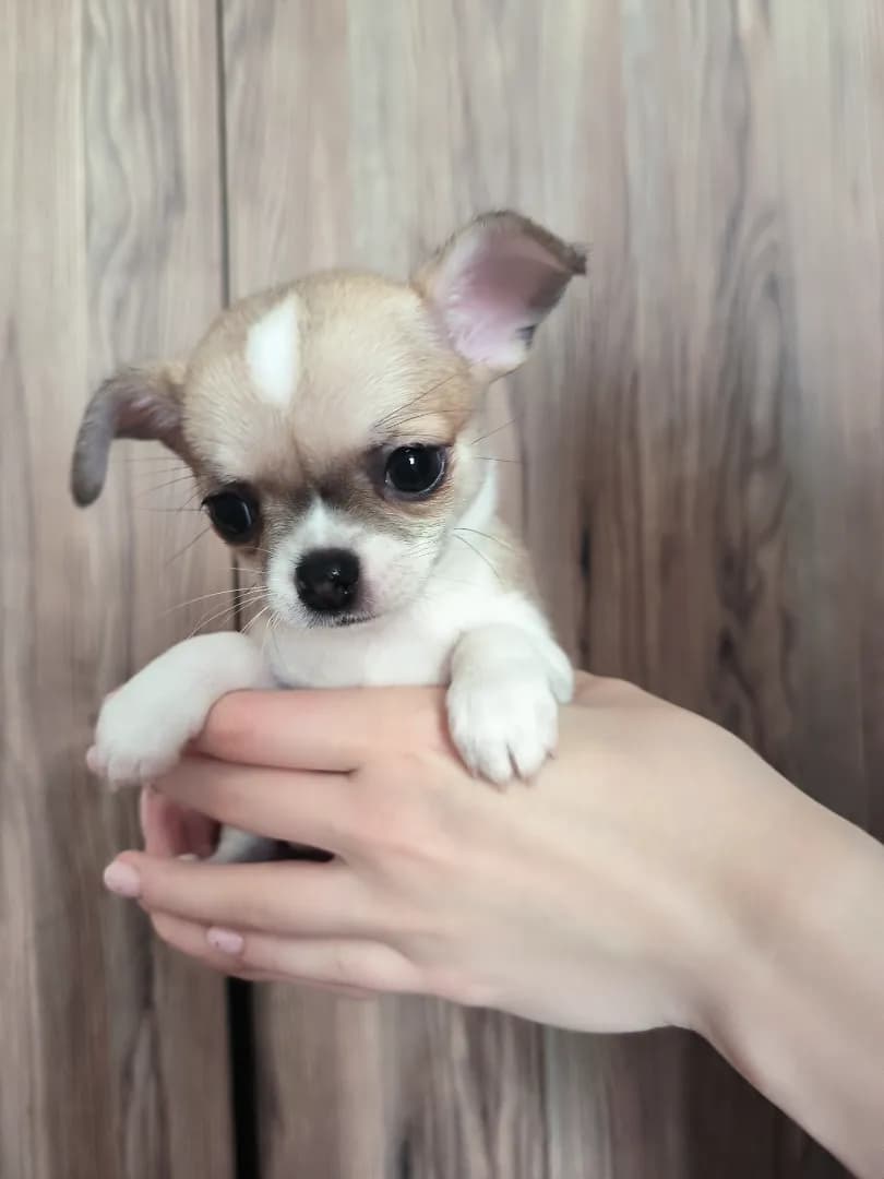 carousel-image-mobile-7