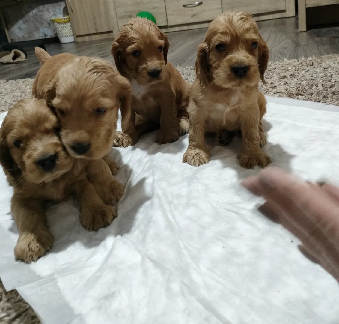 carousel-image-mobile-1