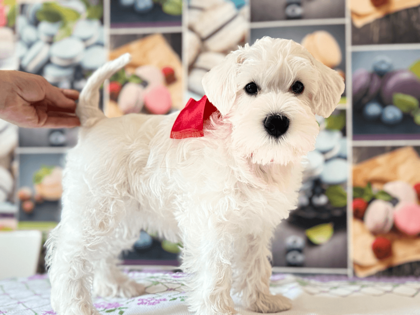 carousel-image-mobile-1