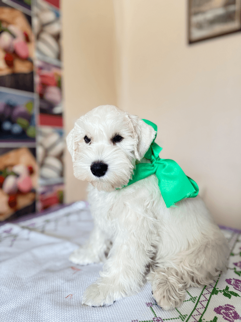 carousel-image-mobile-2