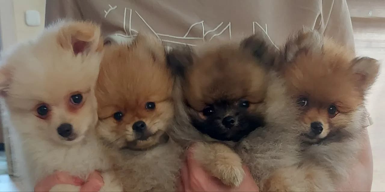 carousel-image-mobile-4