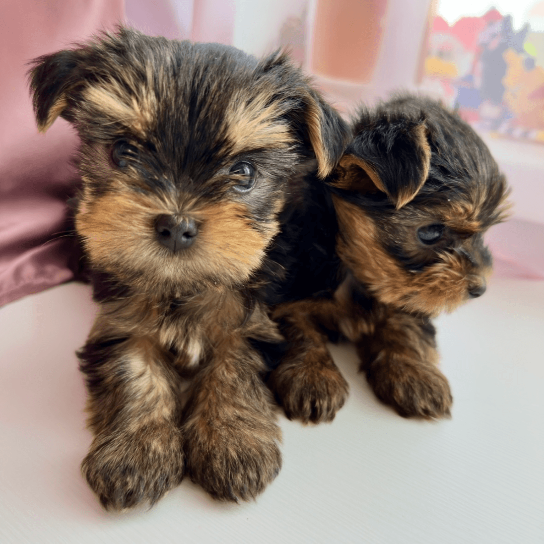 carousel-image-mobile-1