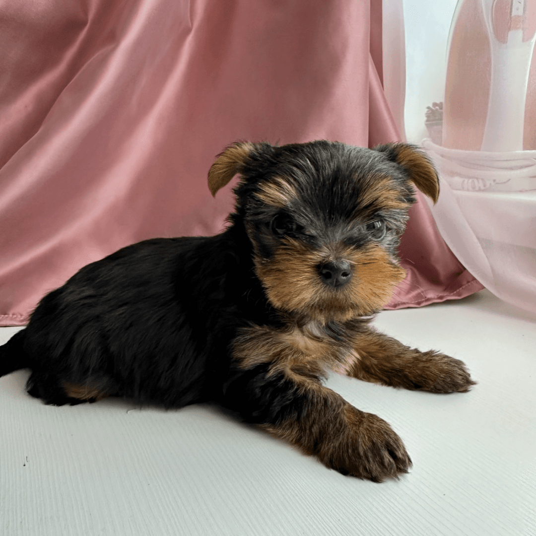 carousel-image-mobile-2