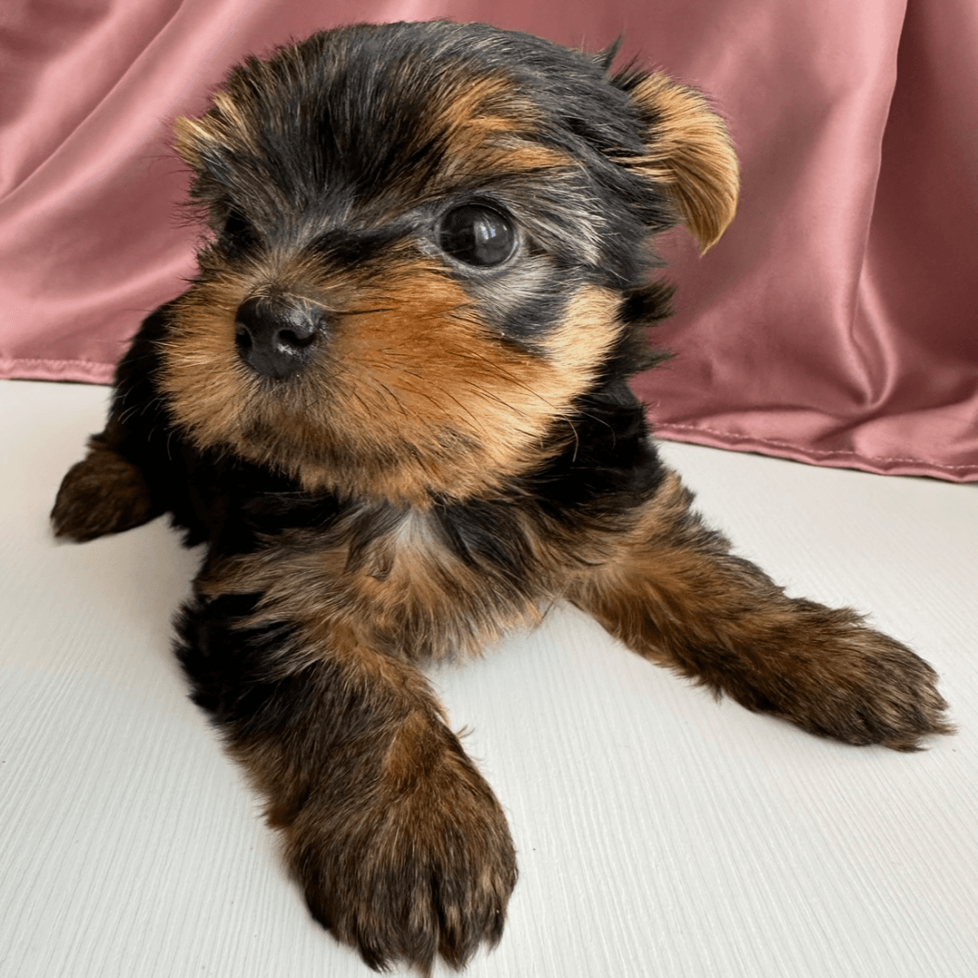 carousel-image-mobile-3