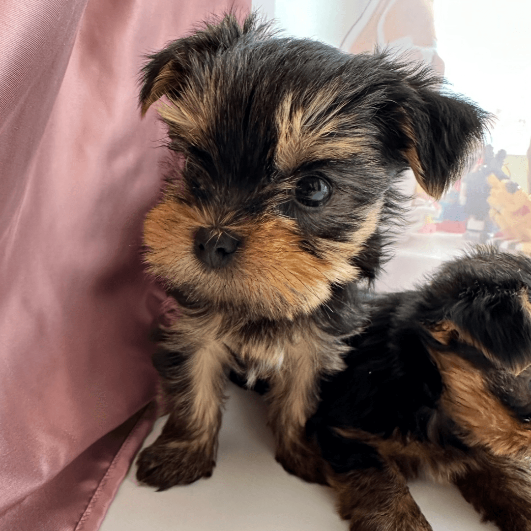 carousel-image-mobile-4