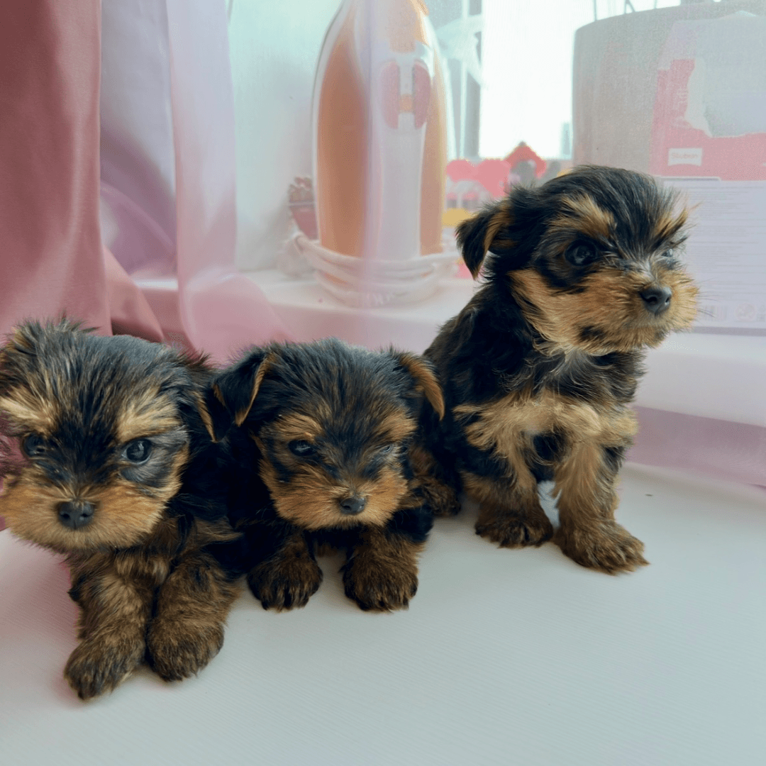 carousel-image-mobile-5