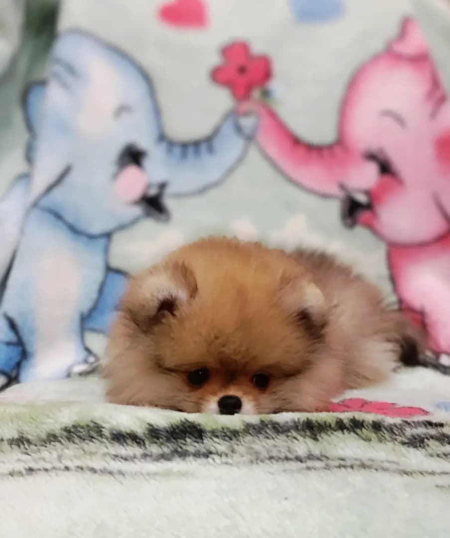 carousel-image-mobile-1