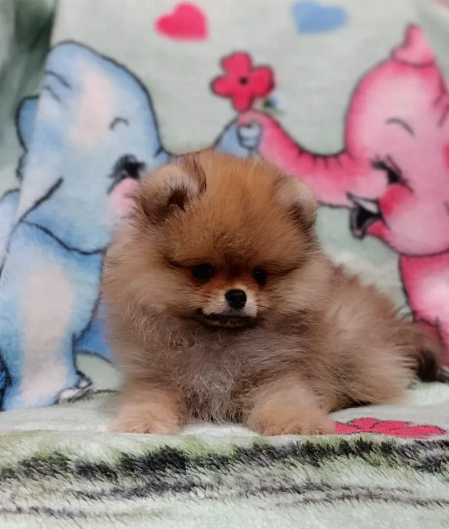 carousel-image-mobile-2