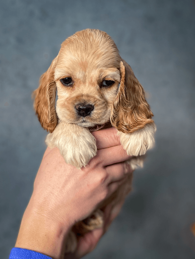 carousel-image-mobile-1