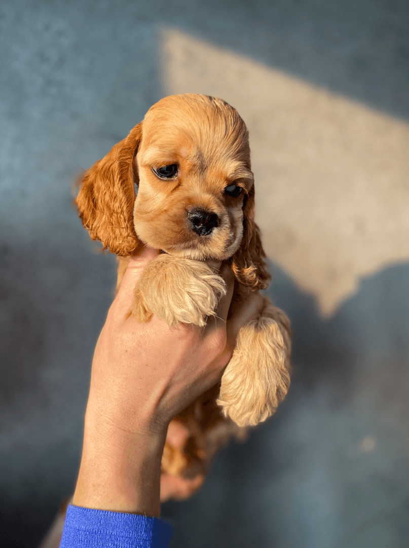 carousel-image-mobile-2