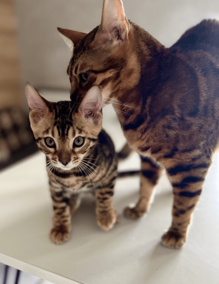 carousel-image-mobile-2