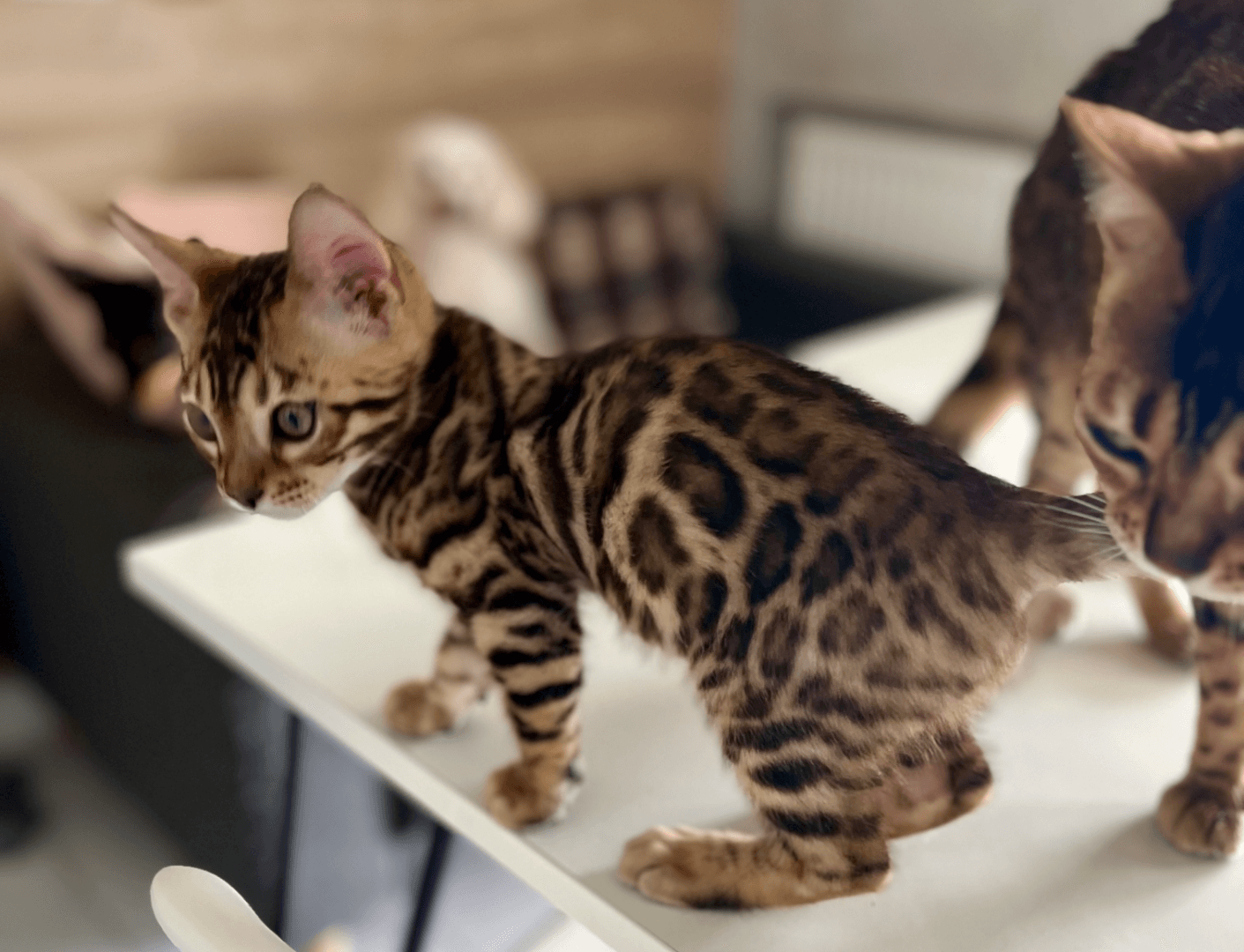 carousel-image-mobile-3