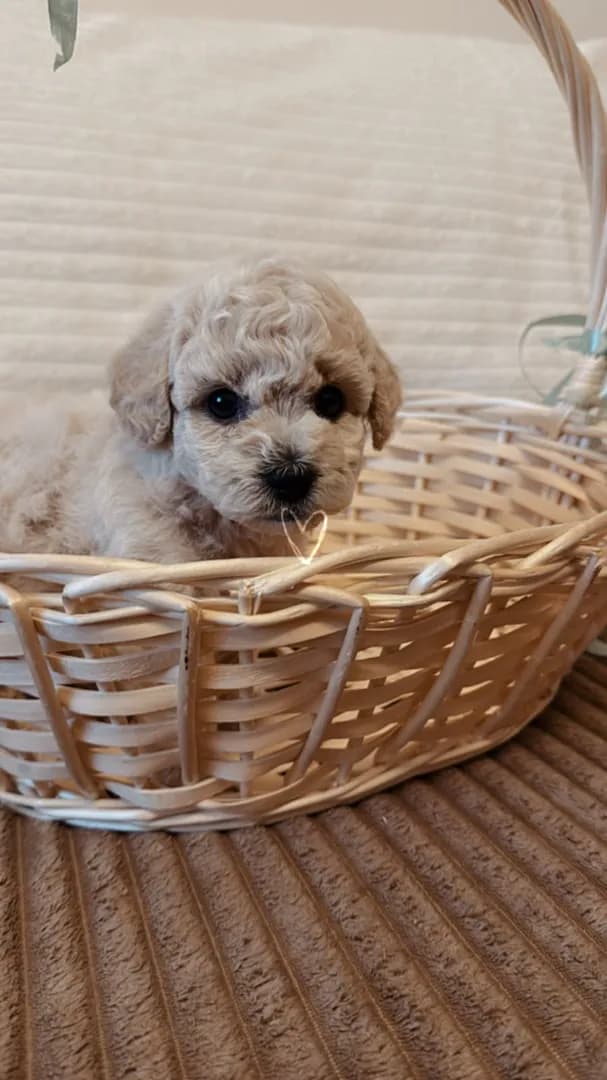 carousel-image-mobile-2