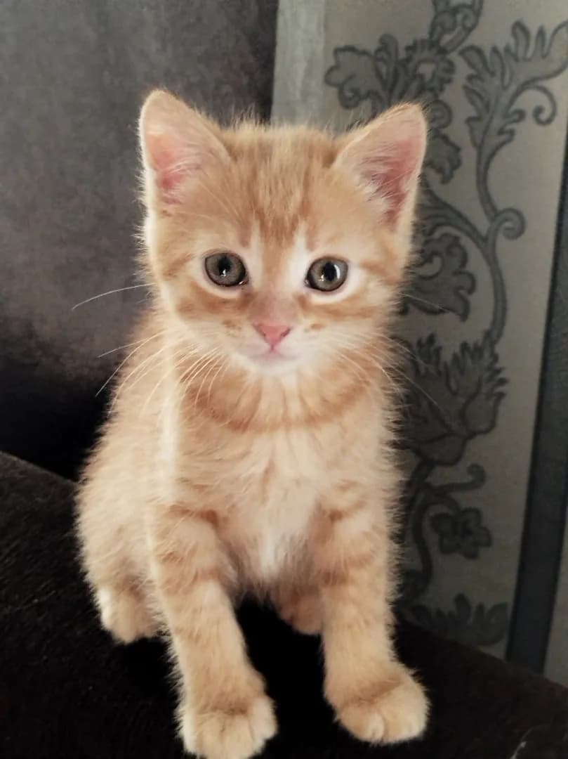 carousel-image-mobile-2