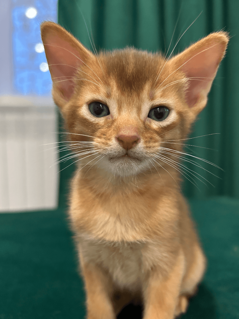 carousel-image-mobile-1