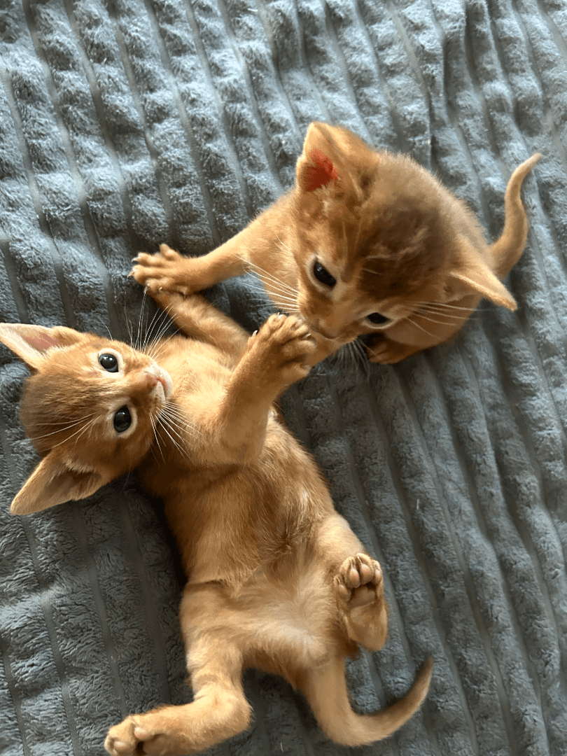 carousel-image-mobile-2