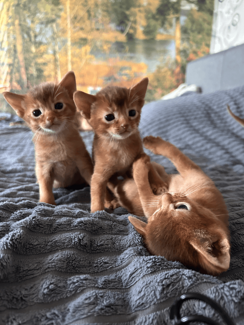 carousel-image-mobile-3