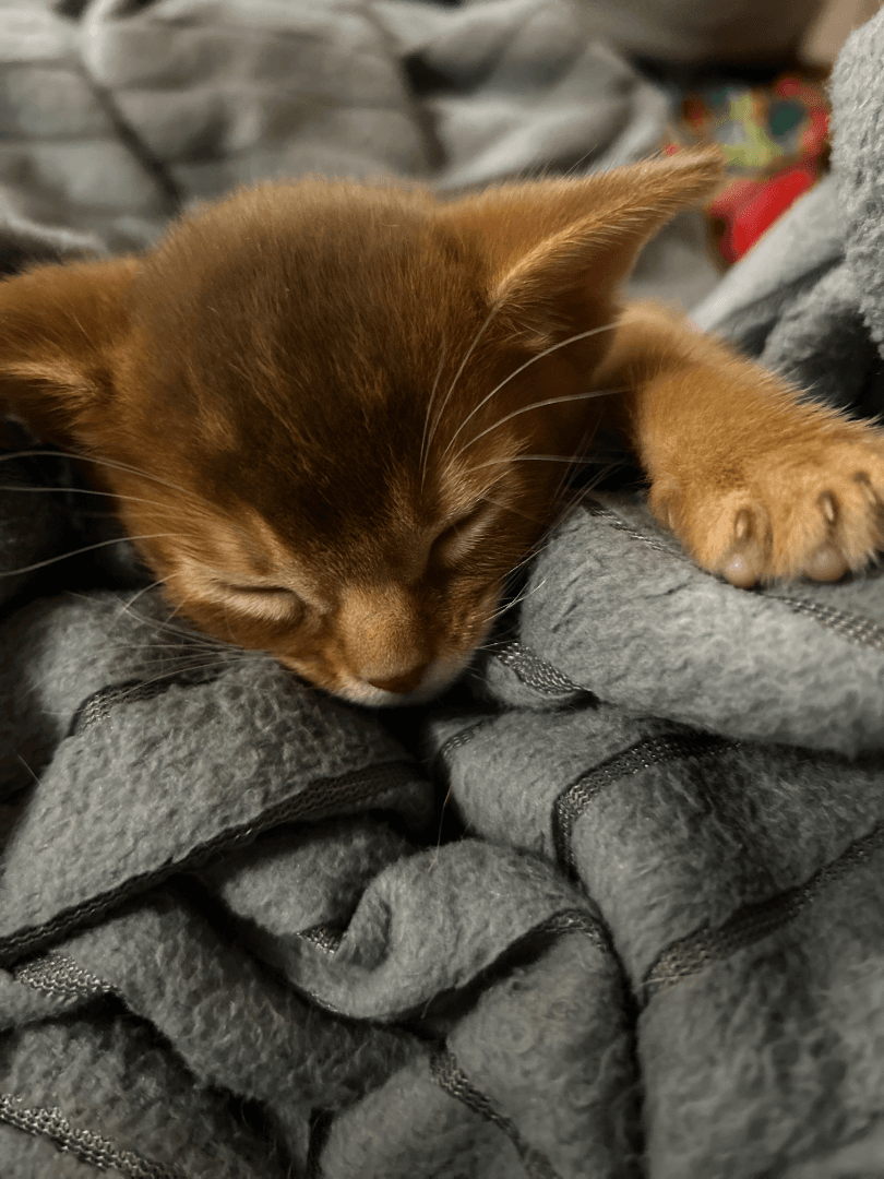 carousel-image-mobile-4