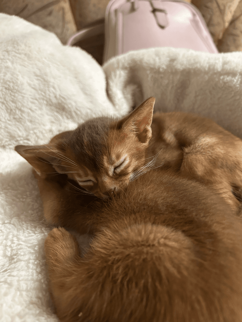 carousel-image-mobile-5